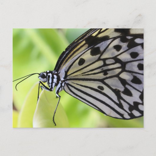 Postkarte/Schmetterling mit Papier Postkarte (Vorderseite)