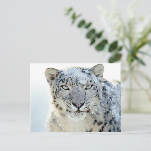 Postkarte - Schneeleopard (Stehend Vorderseite)