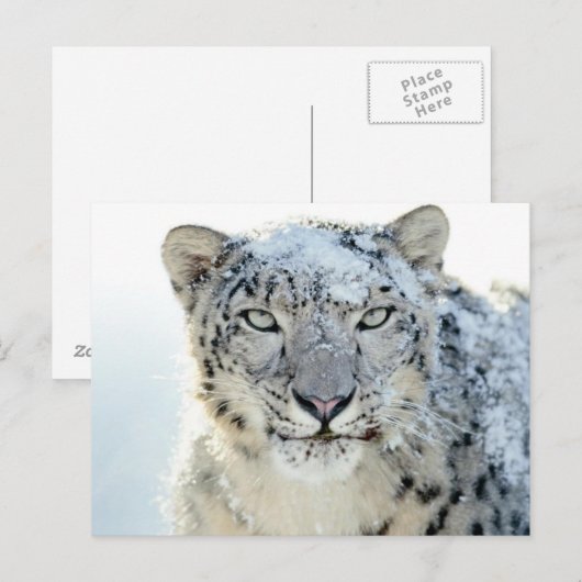 Postkarte - Schneeleopard (Vorne/Hinten)