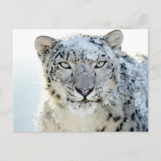 Postkarte - Schneeleopard