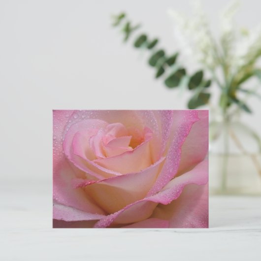 Postkarte Schöne rosa Rose (Stehend Vorderseite)
