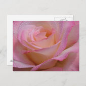 Postkarte Schöne rosa Rose (Vorne/Hinten)