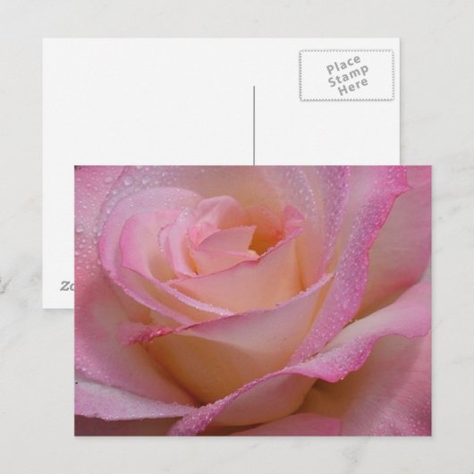 Postkarte Schöne rosa Rose (Vorne/Hinten)
