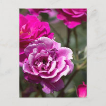 Postkarte Schöne Rosen Fotografie