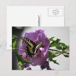 Postkarte - Schwalbenschwanz auf Blüte