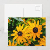 Postkarte - Schwarz-mit Augen Susan (Vorne/Hinten)