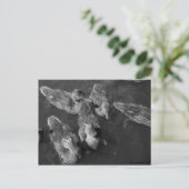 Postkarte - Schwarz/Weiß Enten (Stehend Vorderseite)