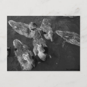 Postkarte - Schwarz/Weiß Enten