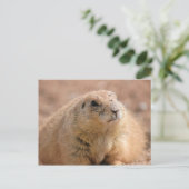 Postkarte: Schwarzer Präriehund Postkarte (Stehend Vorderseite)