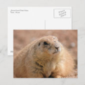 Postkarte: Schwarzer Präriehund Postkarte (Vorne/Hinten)