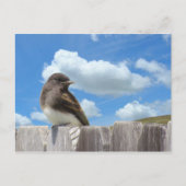 Postkarte - Schwarzes Foto auf Zaun (Vorderseite)