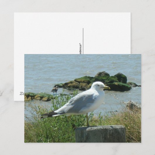 Postkarte: Seagull auf Verschütten Postkarte (Vorne/Hinten)