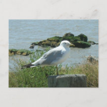 Postkarte: Seagull auf Verschütten