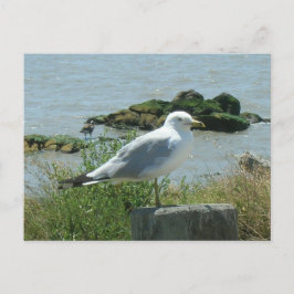 Postkarte: Seagull auf Verschütten Postkarte