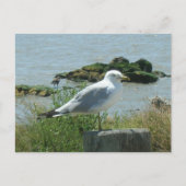 Postkarte: Seagull auf Verschütten Postkarte (Vorderseite)