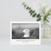 Postkarte Seagull Nesting (Stehend Vorderseite)