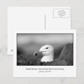 Postkarte Seagull Nesting (Vorne/Hinten)
