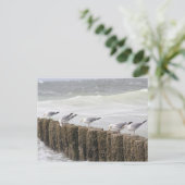 Postkarte: Seagulls Postkarte (Stehend Vorderseite)