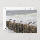 Postkarte: Seagulls Postkarte (Vorne/Hinten)