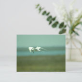 Postkarte - Seeschwalbe im Flug (Stehend Vorderseite)