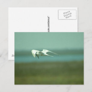 Postkarte - Seeschwalbe im Flug