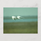 Postkarte - Seeschwalbe im Flug (Vorderseite)