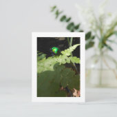 Postkarte Shiny Beatle (Stehend Vorderseite)