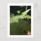 Postkarte Shiny Beatle (Vorderseite)