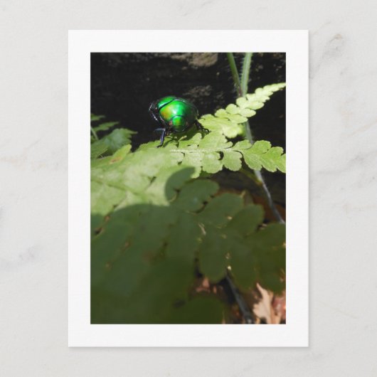 Postkarte Shiny Beatle (Vorderseite)