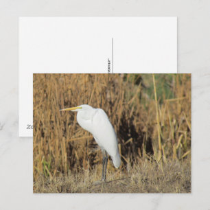 Postkarte - Silberreiher im Gras