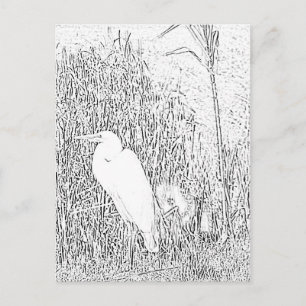 Postkarte - Silberreiher im Gras zum Ausmalen
