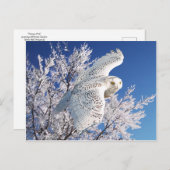 Postkarte "Snowy Owl" (Vorne/Hinten)