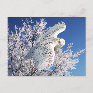 Postkarte "Snowy Owl"
