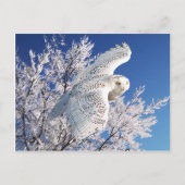 Postkarte "Snowy Owl" (Vorderseite)