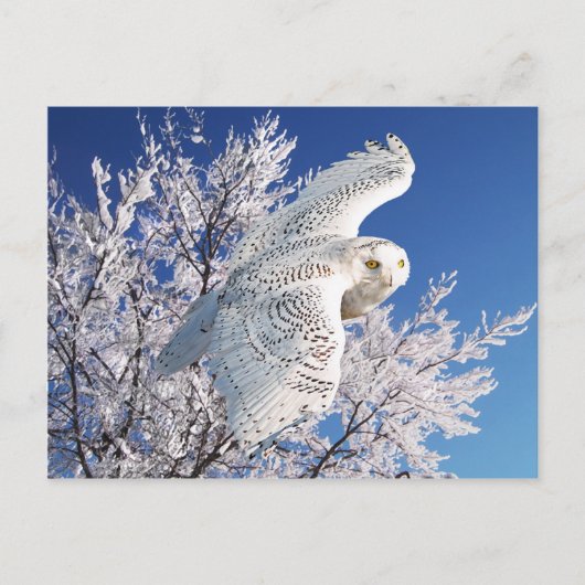 Postkarte "Snowy Owl" (Vorderseite)