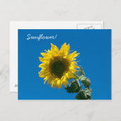Postkarte - Sonnenblume! (Vorne/Hinten)
