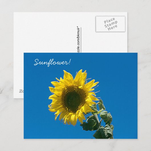 Postkarte - Sonnenblume! (Vorne/Hinten)