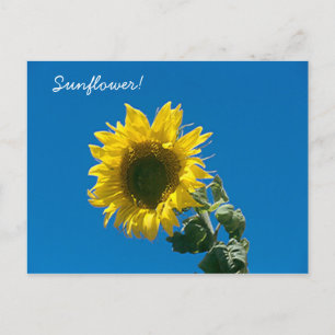 Postkarte - Sonnenblume!