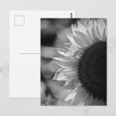 Postkarte Sonnenblume auf dem Feld BW (Vorne/Hinten)