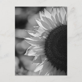 Postkarte Sonnenblume auf dem Feld BW
