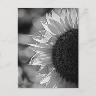 Postkarte Sonnenblume auf dem Feld BW