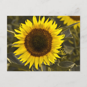 Postkarte Sonnenblume auf dem Feld Fotografie