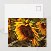 Postkarte Sonnenblume Eleganz (Vorne/Hinten)