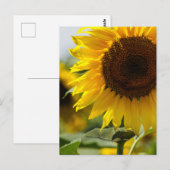 Postkarte - Sonnenblume Sommer Vibranz (Vorne/Hinten)