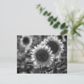Postkarte Sonnenblume SW (Stehend Vorderseite)