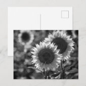 Postkarte Sonnenblume SW (Vorne/Hinten)