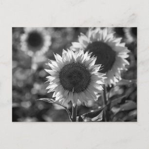 Postkarte Sonnenblume SW
