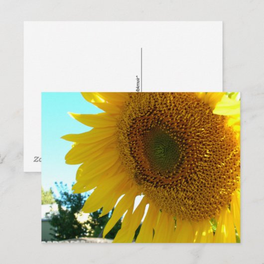 Postkarte - Sonnenblume und Biene (Vorne/Hinten)