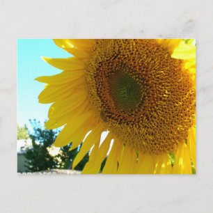 Postkarte - Sonnenblume und Biene