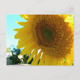 Postkarte - Sonnenblume und Biene